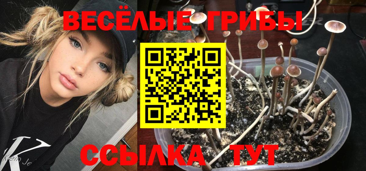 Гай  хочу   Галлюциногенные грибы GOLDEN TEACHER  Вход с VPN  Псилоцибиновые грибы Psilocybine cubensis 